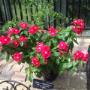 Subido por visitante en 28-11-2017 - Flores
