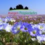 Desierto florido asegen