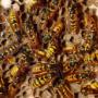 Fullambient Vespula