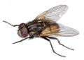Control Especifico Plagas  Chaquetas Amarillas ( Vespula germanica) - Mosca Comun (Mosca domestica)