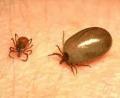 PLAGA DE TEMPORADA!! GARRAPATAS!!