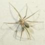 Araña de rincon