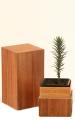Araucarias en envases de madera rigida