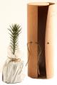 Araucarias en envases de madera