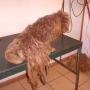 Antes1