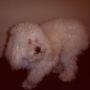 Antes