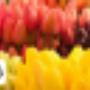 Flores en Línea