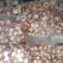 Subido por visitante en 14-10-2016 - Ostiones Congelados IQF