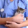 Atenciones Veterinarias y Domicilios
