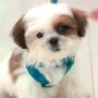 Peluquería Canina y Felina