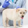Vacunaciones y tratamientos veterinarios