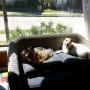 Alternativa económica al hotel canino