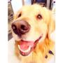 Pet Sitter