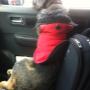 Pet Taxi