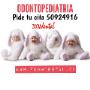 Odontopediatria