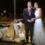 motos antiguas para matrimonios  y eventos 14