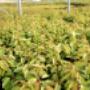 plantas de cerezos