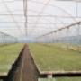 producción de plantas para empresas