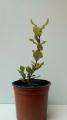 Venta de plantas nativas
