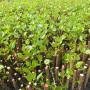 Subido por visitante en 18-10-2017 - Desarrollo de plantas de alamos