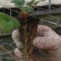 Subido por visitante en 18-10-2017 - Producción de plantas de berries