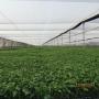 Subido por visitante en 18-10-2017 - Producción de plantas de hortalizas para agroindustrias
