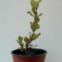 Subido por visitante en 18-10-2017 - Producción de plantas nativas