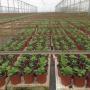 Subido por visitante en 18-10-2017 - Producción de plantas para semilleros