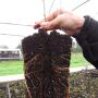 Subido por visitante en 18-10-2017 - Venta de patrones de cerezos de Maxma 14 , Colt , Gisela 6