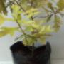 Subido por visitante en 18-10-2017 - Venta de plantas forestales