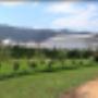 Subido por visitante en 18-10-2017 - Viveros Comalle producción de plantas orgánicas y convencional certificada por Imo Chile