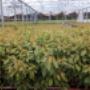 Subido por visitante en 18-10-2017 - plantas de cerezos