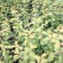Subido por visitante en 18-10-2017 - plantas de cerezos