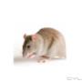 Subido por visitante en 01-08-2018 - RATAS