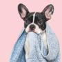 Somos Pet Lab una veterinaria y peluquería canina con 12 años de experiencia en el rubro brindándole el mayor cuidado a nuestros mejores amigos de 4 patas. Nos encontramos en Chile.