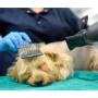 Cuidamos a tu mascota con amor y profesionalismo. Servicios de veterinaria y peluquería canina para su salud, bienestar e higiene. ¡Atención de calidad para tu mejor amigo!  Estamos en Chile.