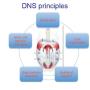 Dynamic Neuronal Stabilisation  System