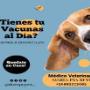 Servicios ofrecidos:  
Veterinaria A Domicilio Vacunas, 
Implantación Microchip 
Alimento Para Perros 
Alimento Para Gatos 
Cosmética Y Aromaterapia Natural 
Dermatología Veterinaria  
Despacho Sin Recargo A Las Condes, Vitacura, La Reina, Lo Barnechea,