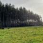 TERRENO 7 HA, CARELMAPU