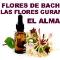 Las-flores-que-curan