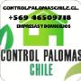 Control de palomas.