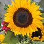 Girasoles