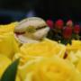 rosas amarillas