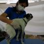 Médico Veterinaria
Postítulo en Citodiagnóstico
Atención a domicilio en Talca
Farmacia Veterinaria y Aromaterapia para animales
23 oriente 1441 Talca