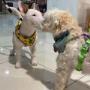 Médico Veterinaria
Postítulo en Citodiagnóstico
Atención a domicilio en Talca
Farmacia Veterinaria y Aromaterapia para animales
23 oriente 1441 Talca