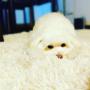 Despues de una Peluquería el perro queda relajado