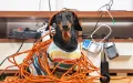 Cómo los paseos diarios mejoran la vida de los perros en departamentos