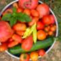 Implementación de huertos a particulares, colegios y jardines infantiles; venta de mermeladas caseras y productos de nuestra huerta Agroecología.