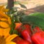 Implementación de huertos a particulares, colegios y jardines infantiles; venta de mermeladas caseras y productos de nuestra huerta Agroecología.